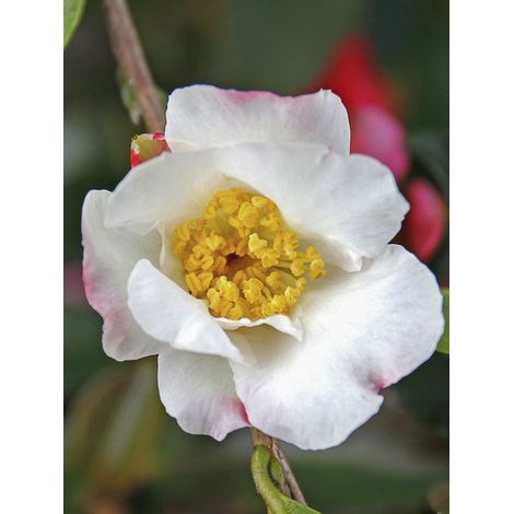 Camélia d'automne 'Hinode-Gumo' Pot de 4L/5L (1/2)