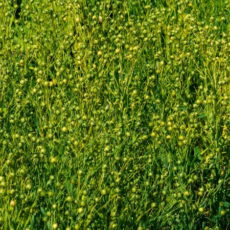Öllein 25 kg Gemeiner Lein Saatlein Flachs Linum usitatissimum Saatgut