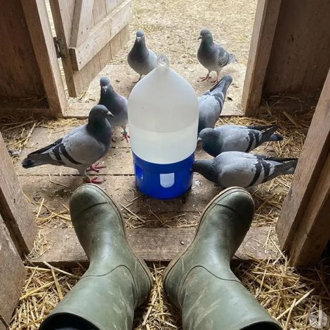 Abreuvoir pigeons siphoïde à poignée 5 L