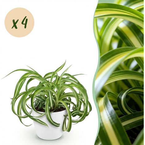 Lot de 4 Chlorophytum comosum Bonnie Plantes d'Intérieur Dépolluantes Pots Blancs 12 cm H20 cm - PANGIVO (1/5)