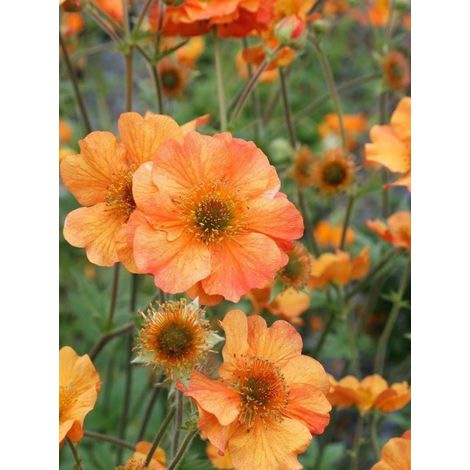 Benoîte 'Totally Tangerine' Godet de 8/9 cm