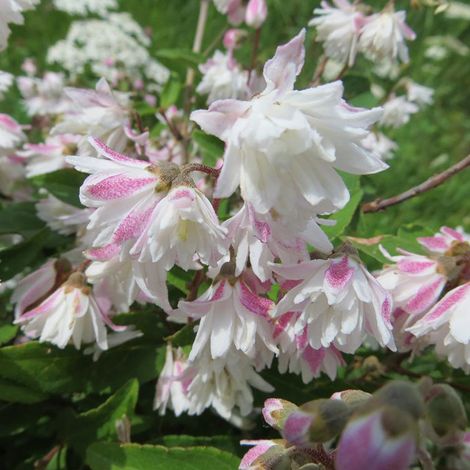 Deutzie rude  - Deutzia scabra 'Codsall Pink'  - 40-60 cm pot (1/4)