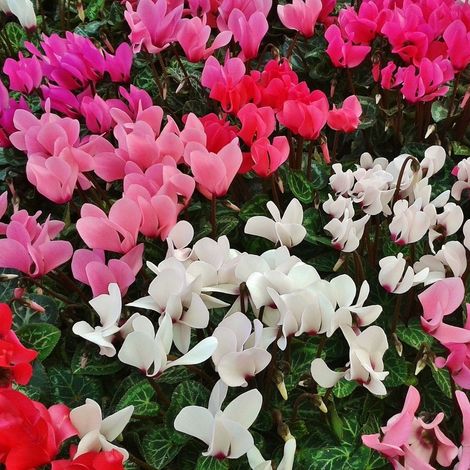 OFFERTA 3 PIANTE DI CICLAMINI COLORI ASSORTITI FUCSIA BIANCHI ROSSI VASO 10CM PIANTE DA ESTERNO (1/5)