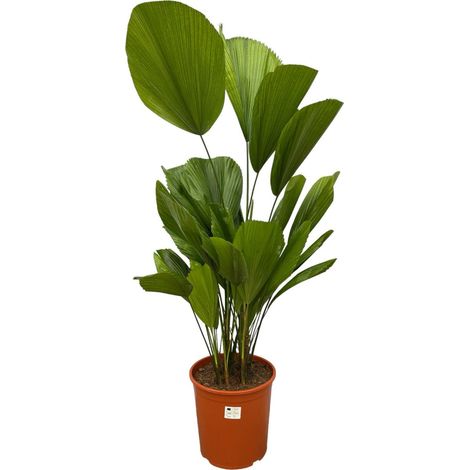 Palmier Licuala Grandis - Plante Verte Exotique Feuilles en Éventail - 90 cm - ø19 cm - PANGIVO