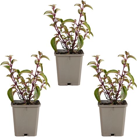 Bloomique - Lot de 3 - Fuchsia Madame Cornelissen - Clochette - Plantes de jardin - Résistantes à l'hiver - Hauteur 10-20 cm - Pot 9x9 cm