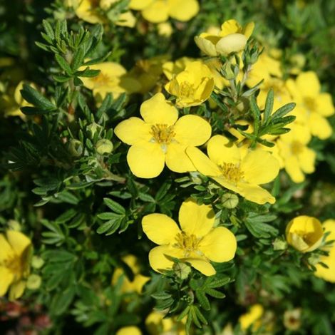Potentille arbustive 'Goldteppich' - 25-30 cm pot