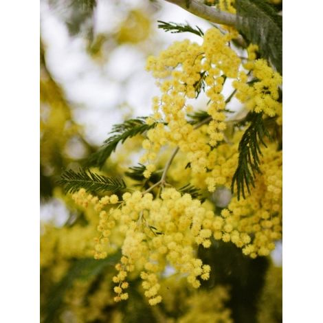Mimosa d'hiver Pot de 4L/5L (1/2)