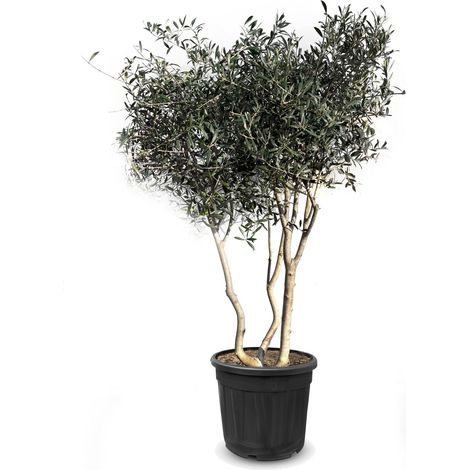 Olivier Olea Europaea en forme d'arbuste - Buisson - 180-200 cm (1/4)