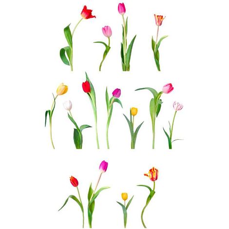 Sticker mural tulipes colorées 70 x 20 cm (1/3)