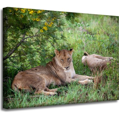 Impression sur toile Animaux Lionnes 40x30 cm