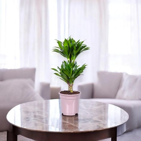 Gardenaria Dracaena fragrans 'Compacta' - Pianta da interno ornamentale - Altezza: 130 cm (vaso 31)