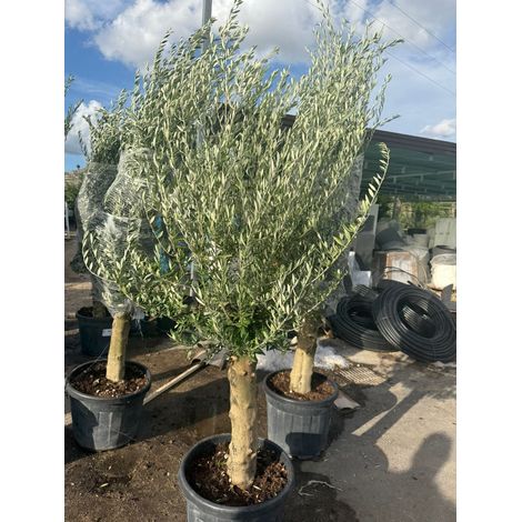 olea europaea fusto koroneiki vaso 55 (foto reali)
