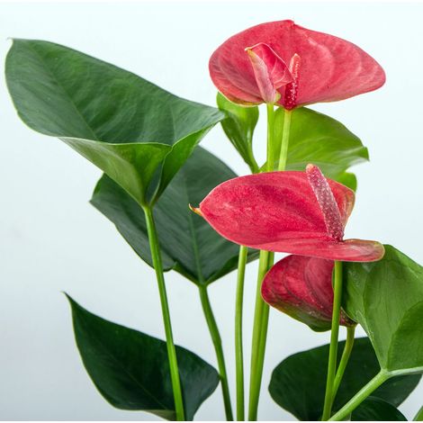 ANTHURIUM KARMA SWEET DREAM IN VASO 17CM (1/2)