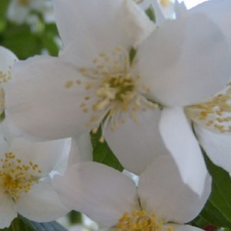 Seringat - Philadelphus 'Virginal' - 50-60 cm pot (1/4)