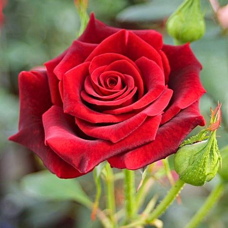 Gardenaria Rosa 'Black Magic' - Rosa da giardino - Altezza: 40/50 cm (vaso20) (1/2)