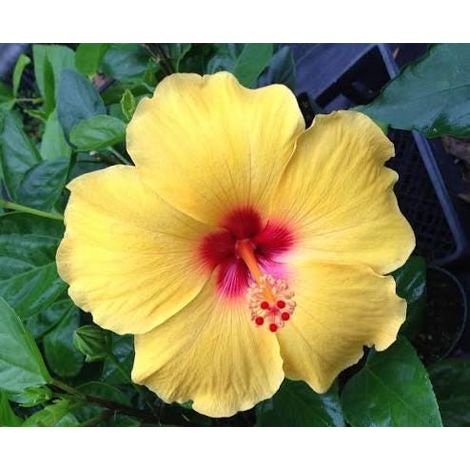 hibiscus 2 cuttings single yellow red