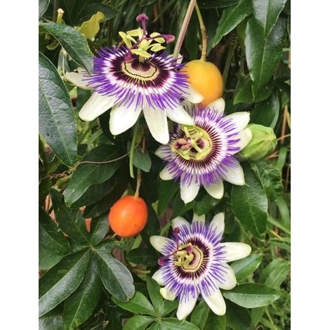 Passiflora Caerulea pianta rampicante in vaso 19 cm h. 90/100 cm FOTO REALE (1/5)