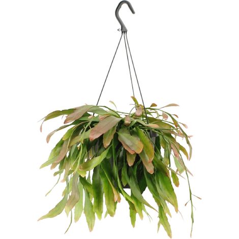 Rhipsalis Red Coral Plante d'Intérieur Cactus Retombant sans Épines Rouge Pot Ø17cm 25cm - PANGIVO