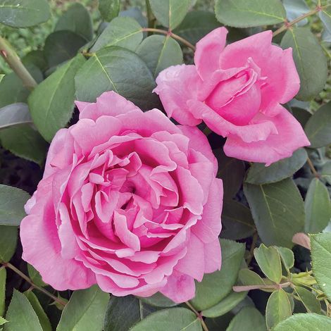 Plante de roses Enrico Caruso, photos réelles