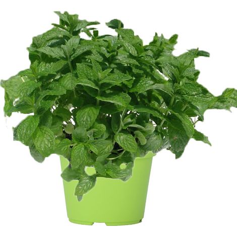 POT DE MENTHE 14