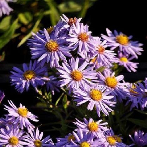 4 x Aster nain 'Professor Anton Kippenberg' - godet 9x9 cm (1/5)