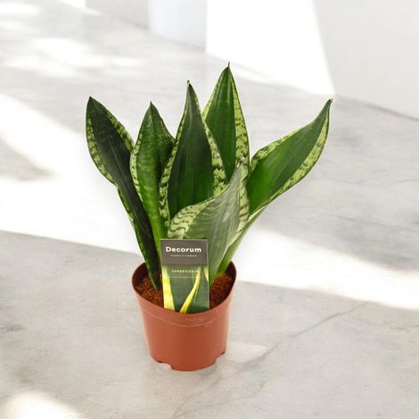 Gardenaria Sansevieria trifasciata 'Silver Flame' - Pianta da interno ornamentale - Altezza: 40 cm (vaso 14) (1/5)
