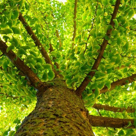Pépinières Naudet – Arbre aux quarante écus (Ginkgo biloba) – Feuillage en éventail doré – Résistant aux pollutions urbaines – Taille 20/50cm
