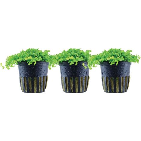 Aquarium Pflanze 3 Stück Micranthemum tweediei 'Monte Carlo' Wasserpflanze Nr.325 Set