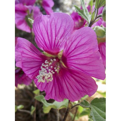 Mauve en arbre, Lavatère 'Red Rum Rigrum' Pot de 2L/3L