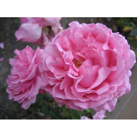 Gardenaria Rosa rampicante 'Yves Piaget' Meilland - Rosa da giardino - Altezza: 180 cm (vaso 17) (1/3)