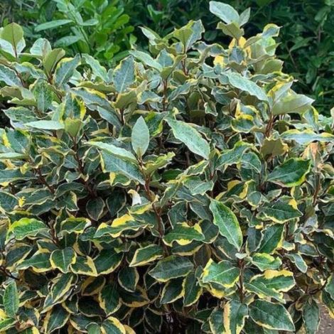 Chalef d'Ebbingei Viveleg - Elaeagnus xebbingei Viveleg en Pot 18L 120cm (1/5)