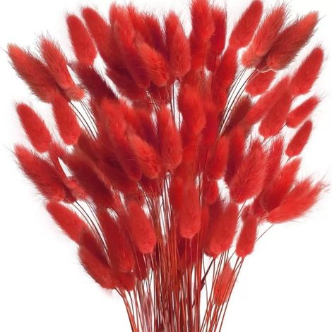 Queue de Lapin Fleur Sechee,Fleurs Séchées Naturelles Herbe de Pampa 60 Bouquet de Fleurs Séchées Roseau de Pampa Herbe pour Chambre à Coucher Intérieur la Décoration de la Maison de Mariage,Rouge (1/5)