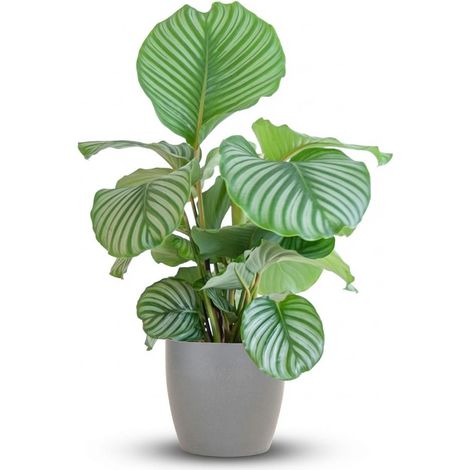 Calathea Orbifolia Plante d'Intérieur Dépolluante avec Pot Biodégradable Gris 65 cm Ø 21 cm - PANGIVO (1/4)