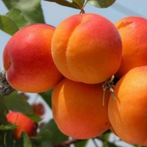 PIANTA DA FRUTTO ALBICOCCA FRACASSO in vaso 20 - età 2/3 anni (foto reali)