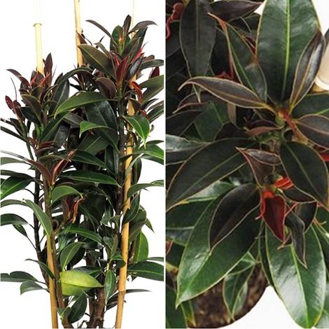Planta Natural Ficus Elastica Melanie. 90 Cm