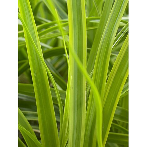 Laîche d'Oshima 'Everlime' Godet de 8/9 cm (1/3)