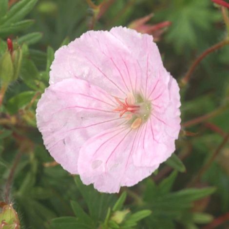 Géranium vivace sanguin Strié/Godet