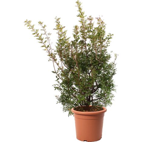 Pianta di Lentisco - Pistacia Lentiscus H 80-100 cm Vaso da Coltura Ø 30 cm (1/2)
