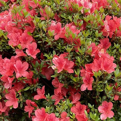 Azalea Japonica Aladdin in vaso da 18cm
