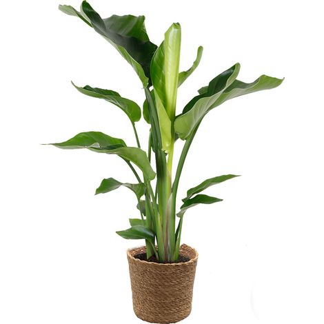 Bloomique - Strelitzia Nicolai - Oiseau de paradis - Plante d’intérieur - Dépolluante - Facile à entretenir - 80-100 cm de haut - Panier en jonc de mer 21 cm