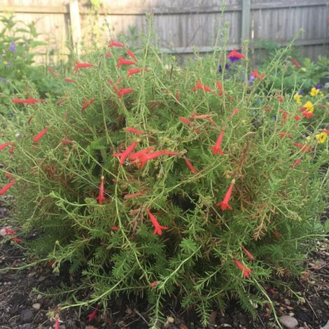Penstemon pinifolius/Lot de 3 godets