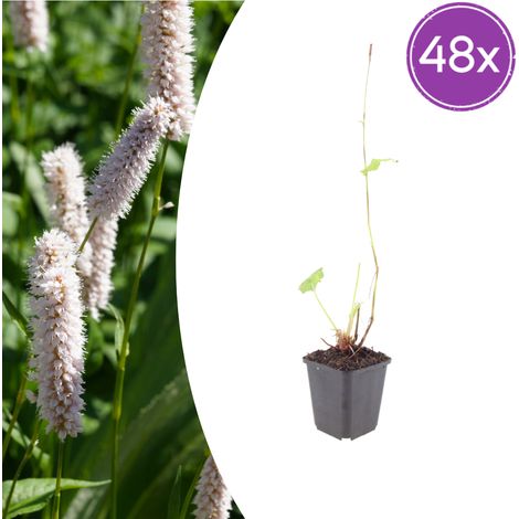 Persicaria bistorta 'Superba' Lot de 48 Plantes Vivaces à Fleurs Roses H 10-25 cm Pot Ø 9 cm - PANGIVO (1/5)