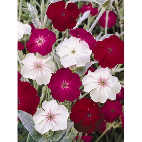 Coquelourde des jardins 'Dancing Ladies' le sachet de 600 graines (0,4g)