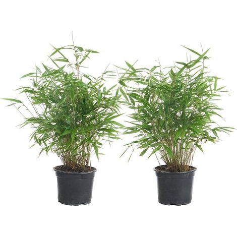 Lot de 2 plants de Fargesia rufa (bambou), non envahissants, rustiques et à feuillage persistant. Plantes de jardin. Hauteur : 40-60 cm. Pot de 17 cm. (1/4)