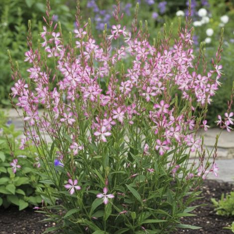 Gaura Freefolk Rosy/Lot de 3 godets (1/5)