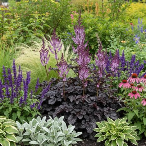 Astilbe Dark Side of the Moon®/Godet - 5/20 cm (1/5)