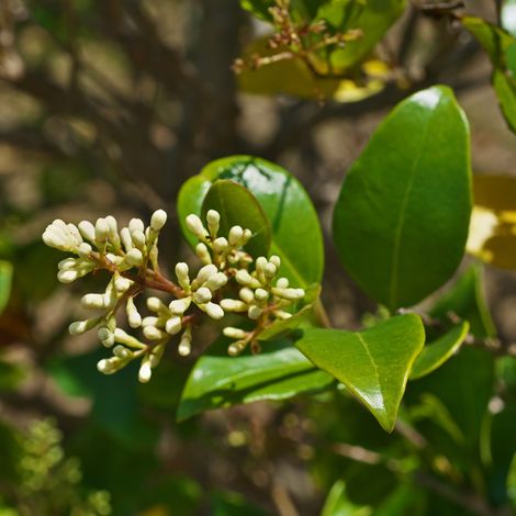 Troène japonicum - Ligustrum japonicum 50/60 cm Pot 3L