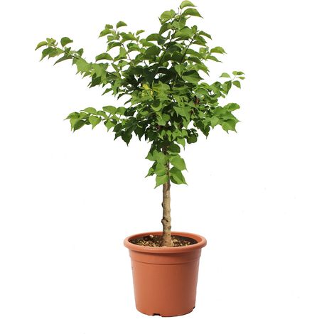 Albero di Albicocco Nano - Pianta da Frutto da Giardino - Prunus Armeniaca - Vaso Ø 24 cm (1/3)
