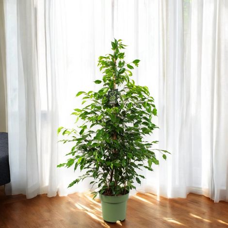 Gardenaria Ficus benjamina 'Exotica' - Pianta da interno ornamentale - Altezza: 140 cm (vaso 27)