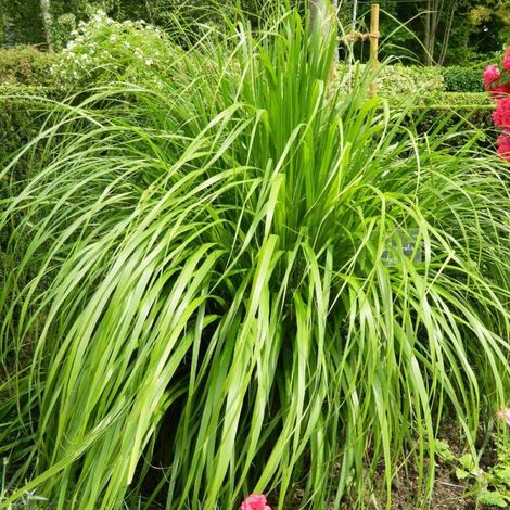 Calamagrostis brachytricha/Godet